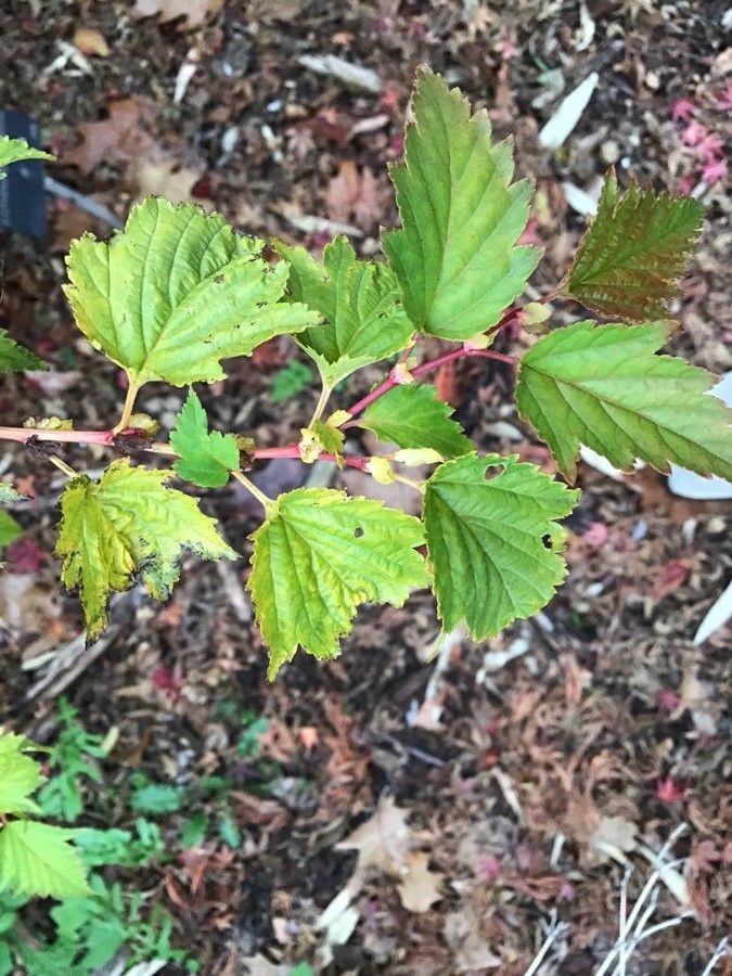 Stephanandra tanakae — related species from the same genus