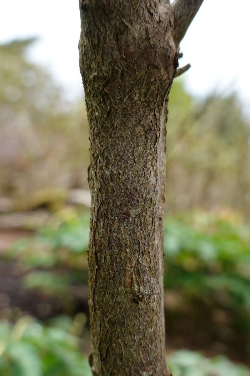 Rhododendron orthocladum bark