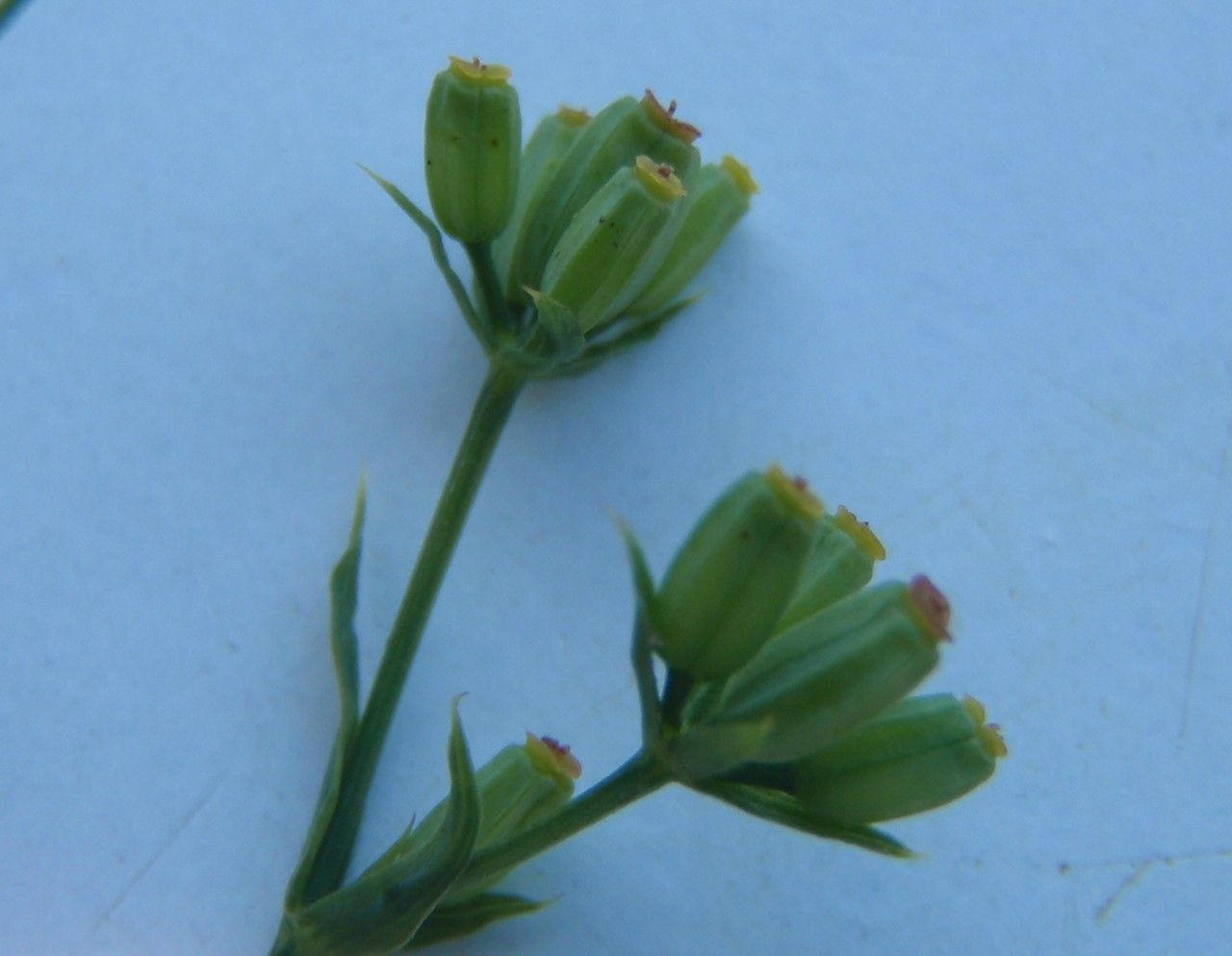 Bupleurum virgatum flower