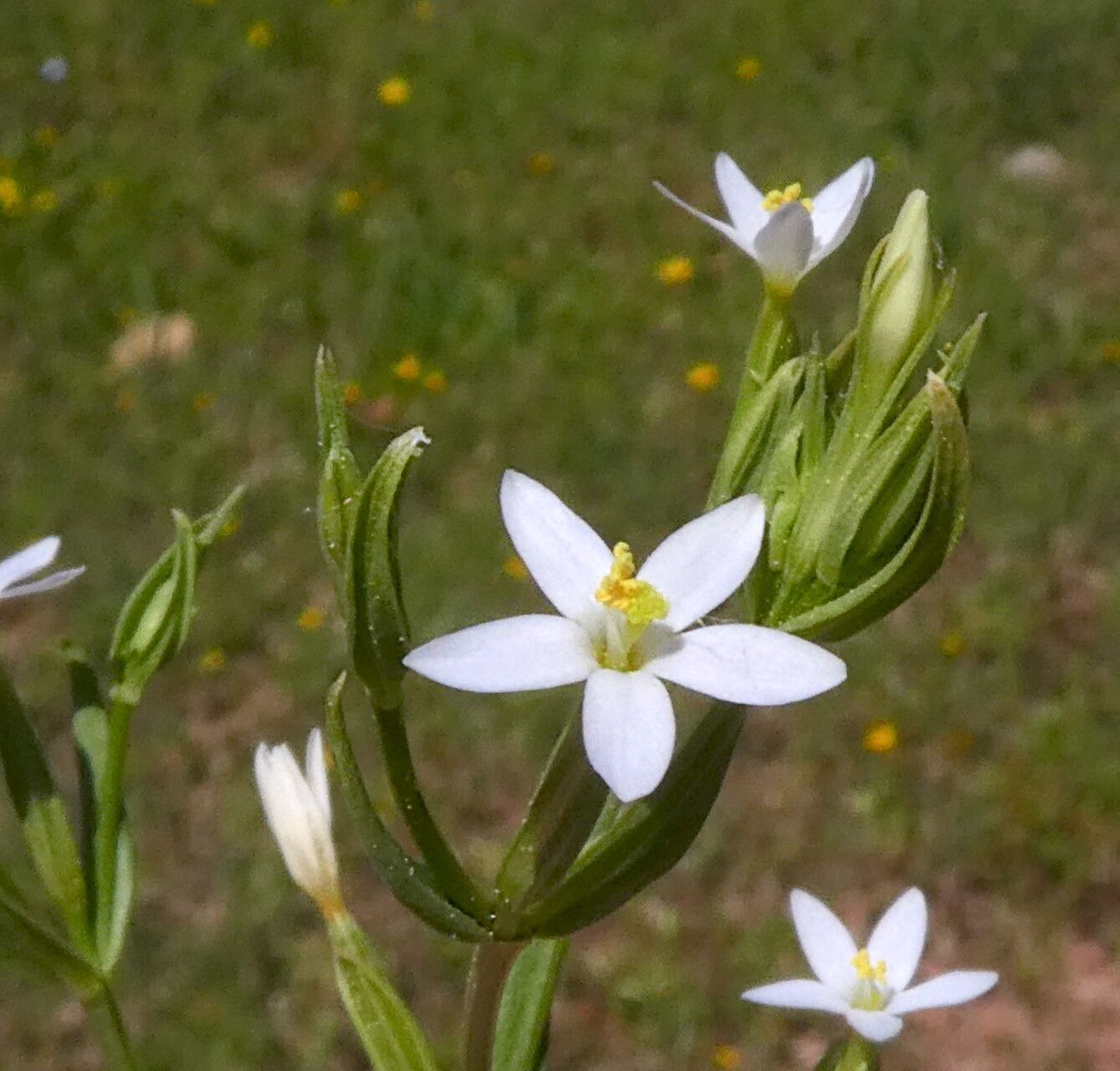 Centaurium pulchellum flower