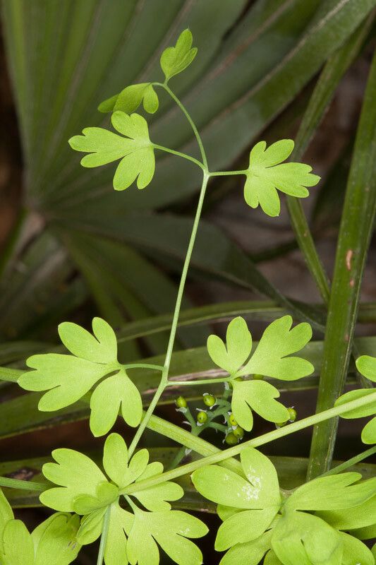 Fumaria bicolor — search result for 'Papaveraceae'