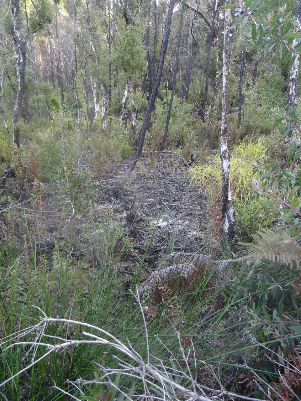 Eriocaulon pancheri — houseplant care guide