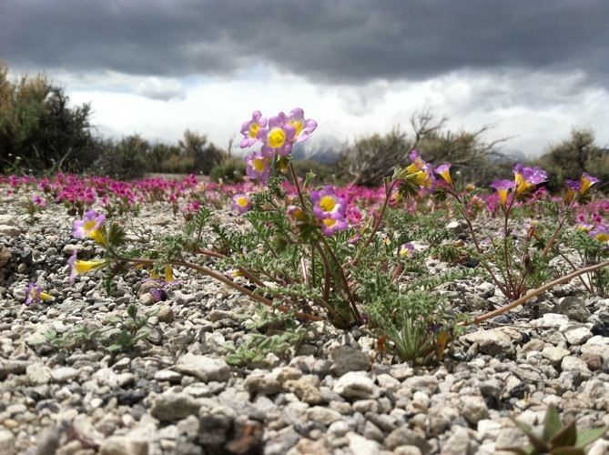 Phacelia bicolor habit