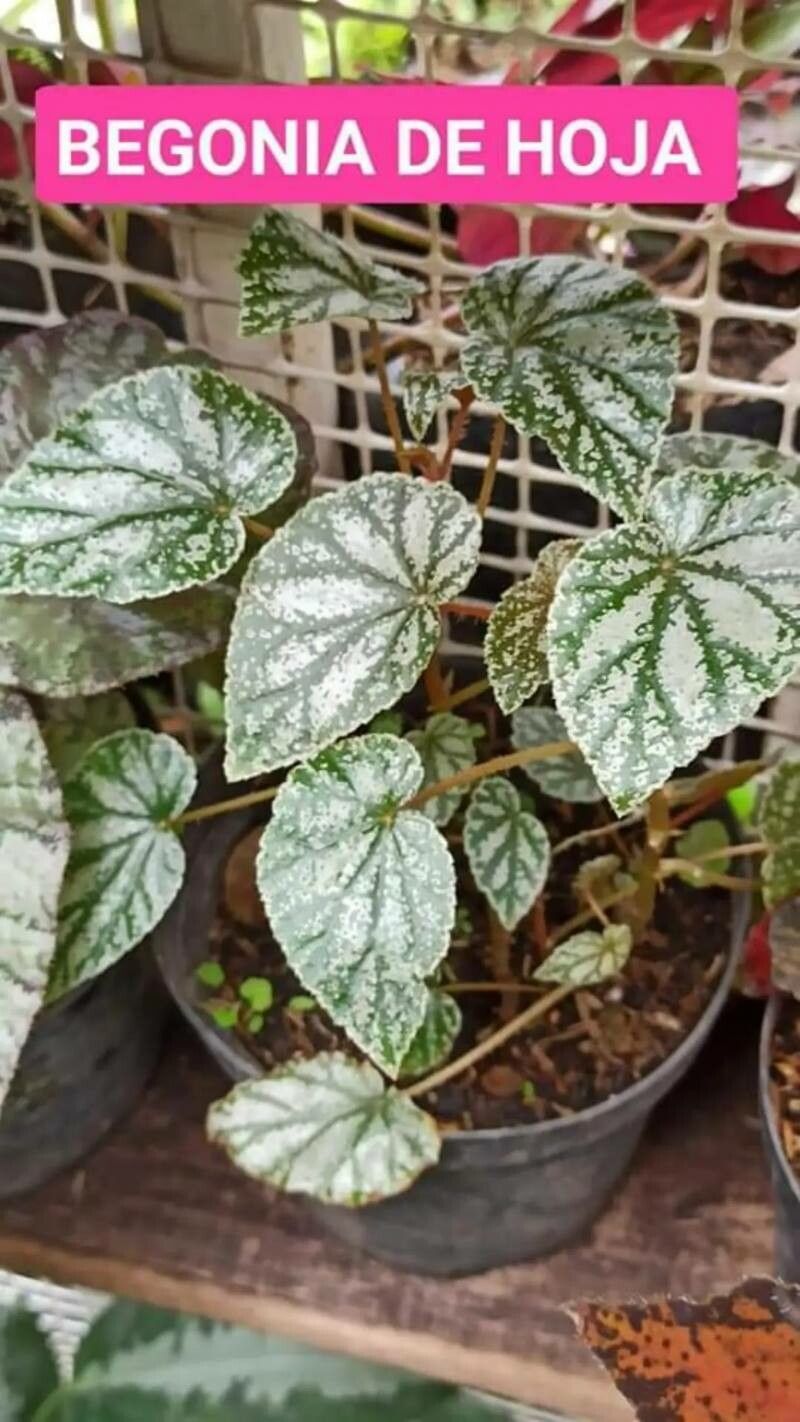 Begonia imperialis leaf