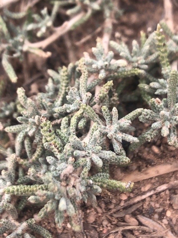 Santolina pectinata — search result for 'Santolina'