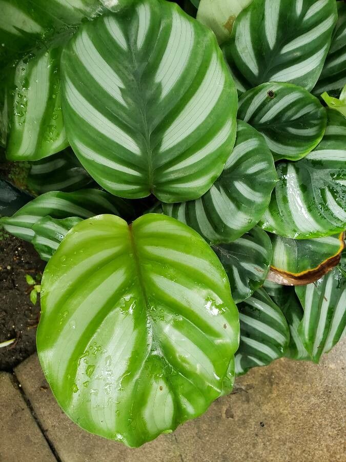 Calathea fasciata — search result for 'Calathea'