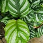 Calathea fasciata