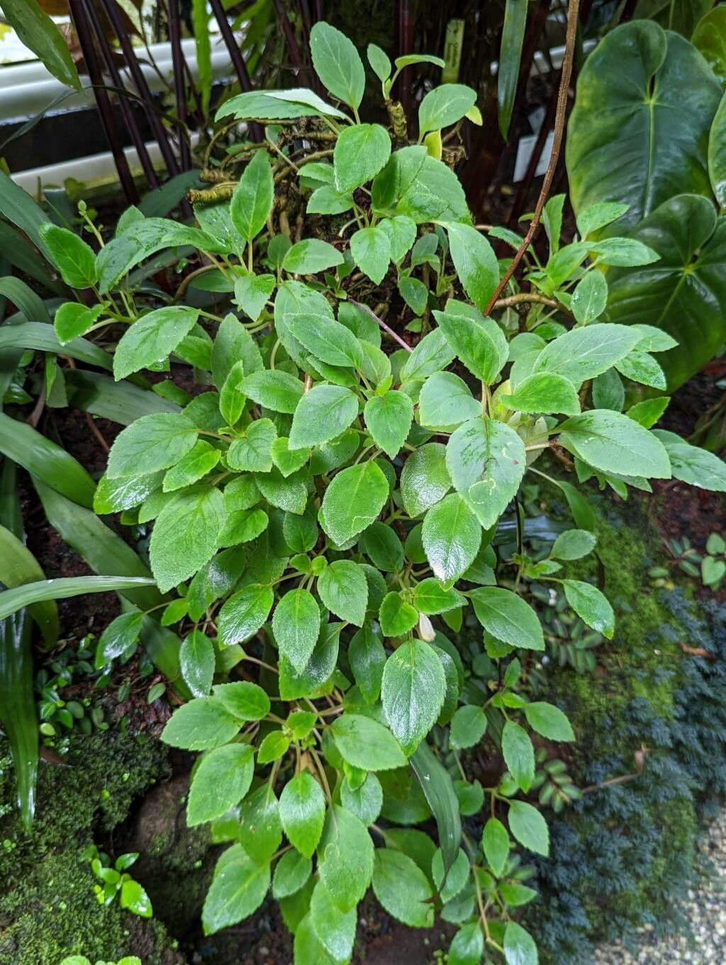 Alsobia punctata habit