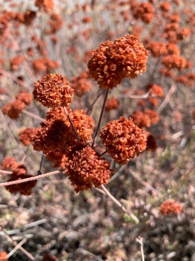 Eriogonum fasciculatum flower