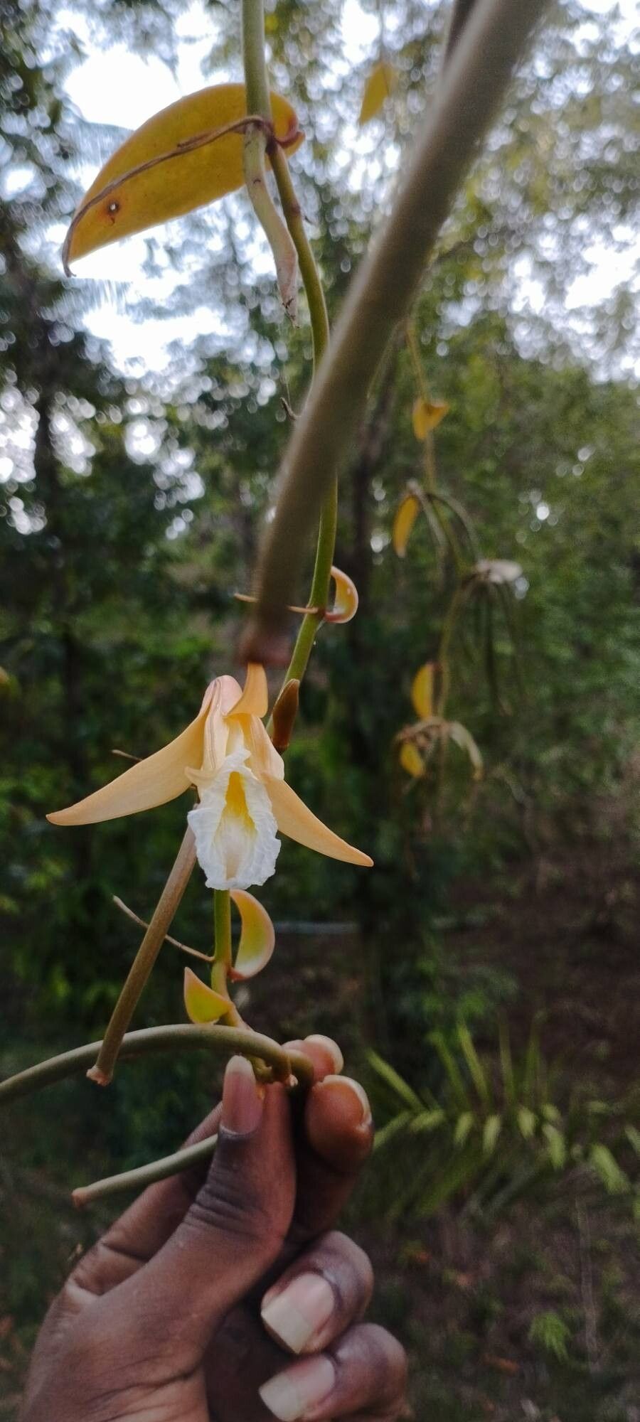 Vanilla bicolor flower