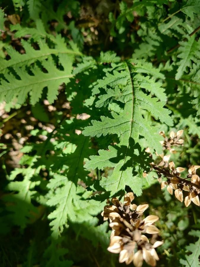 Pedicularis canadensis leaf