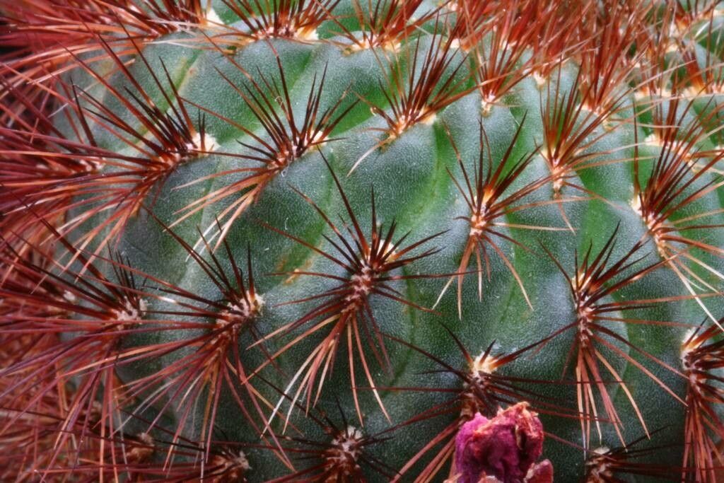 Rebutia tiraquensis — houseplant care guide