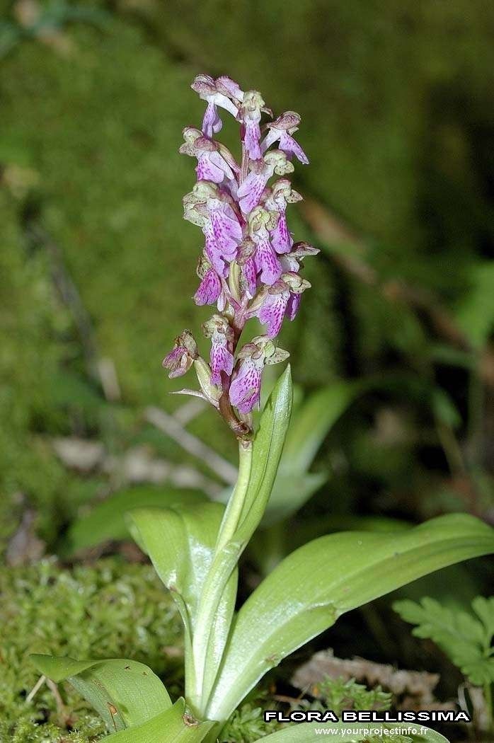 Orchis spitzelii habit