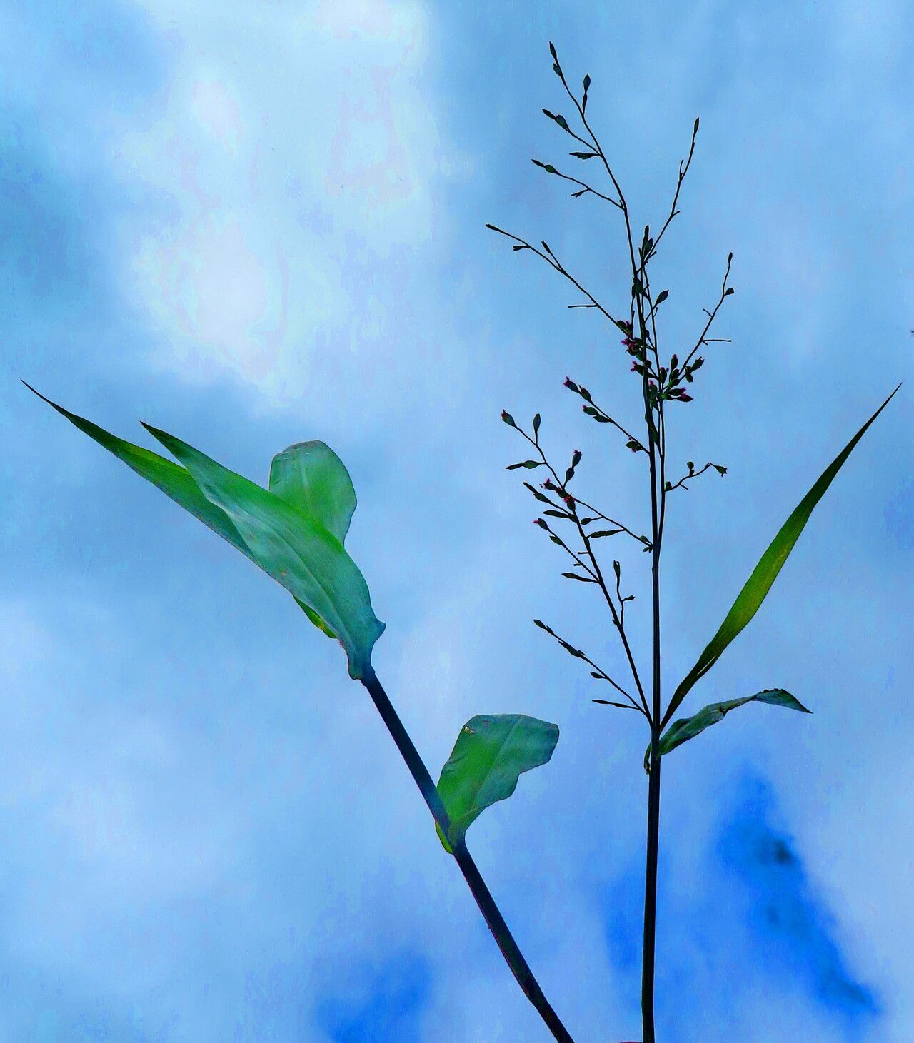 Acroceras zizanioides habit