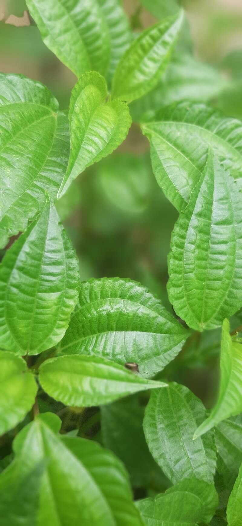 Pilea melastomoides — search result for 'Pilea'