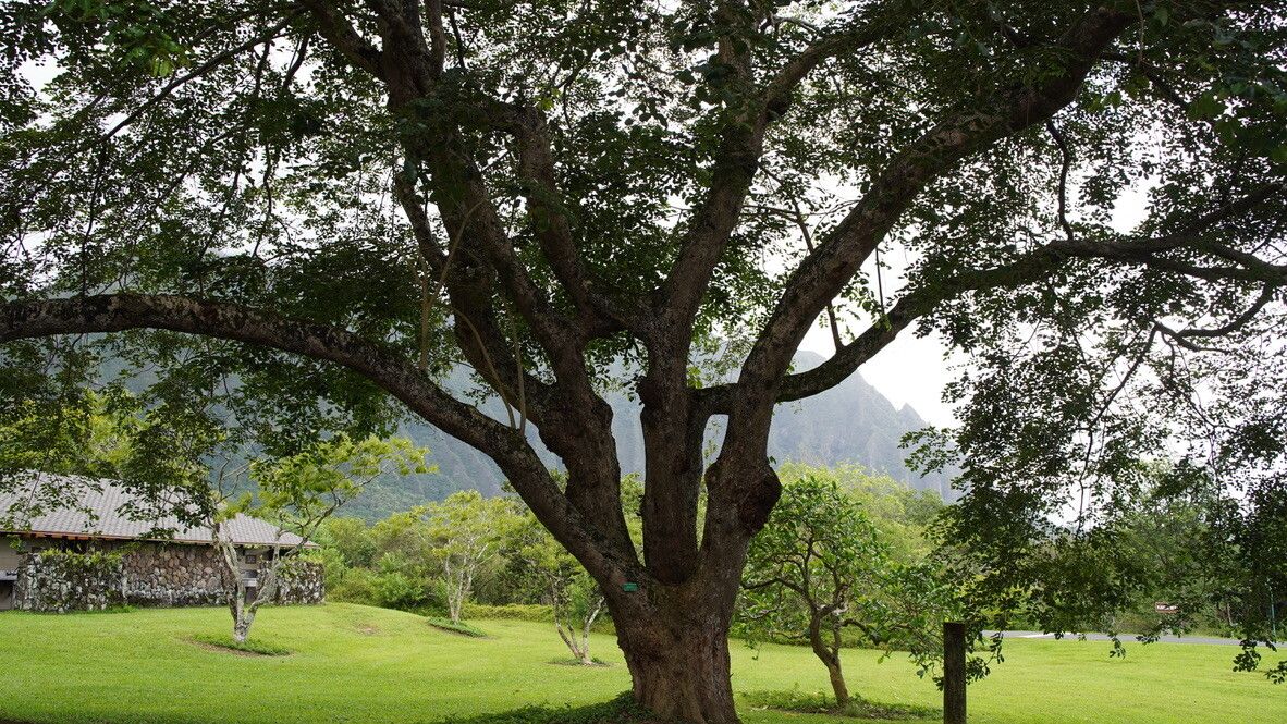 Pterocarpus tinctorius habit