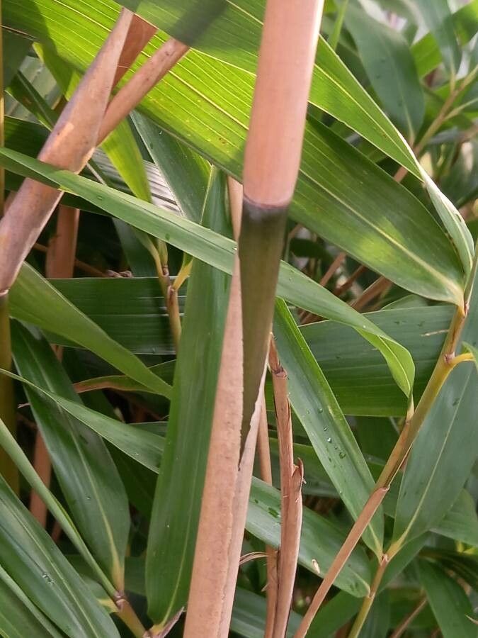 Pleioblastus viridistriatus bark