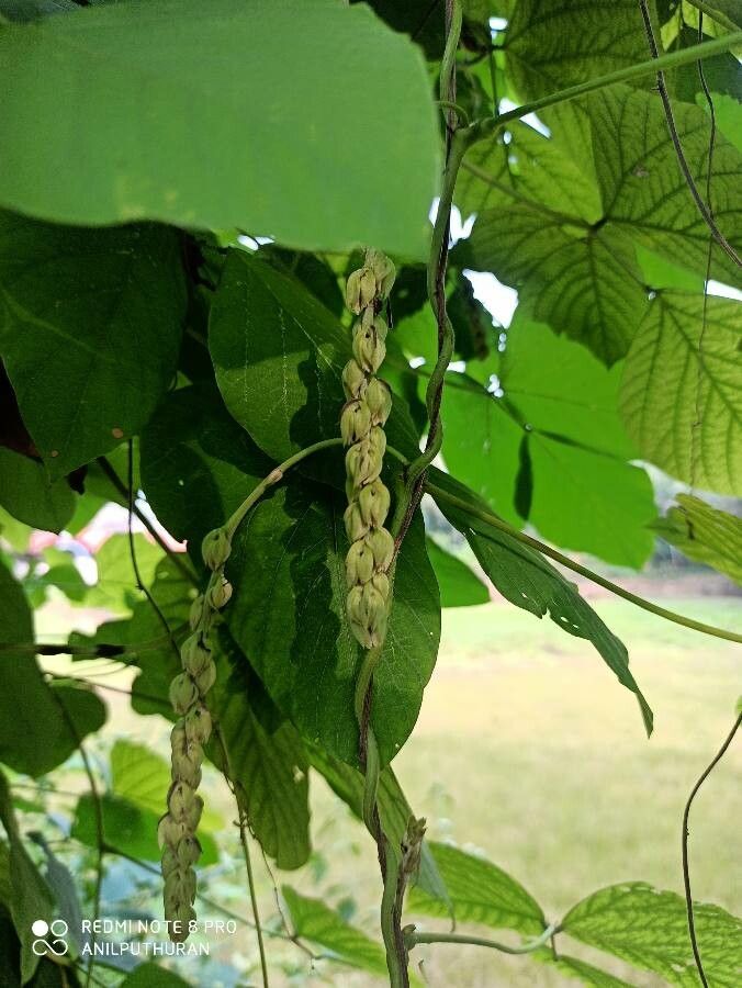 Mucuna pruriens flower
