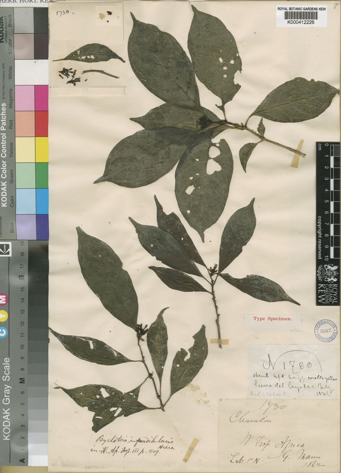 Psychotria infundibularis — houseplant care guide