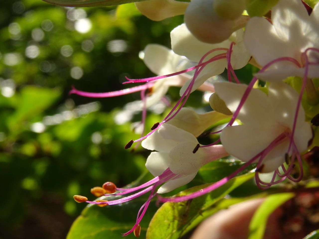 Clerodendrum aculeatum flower