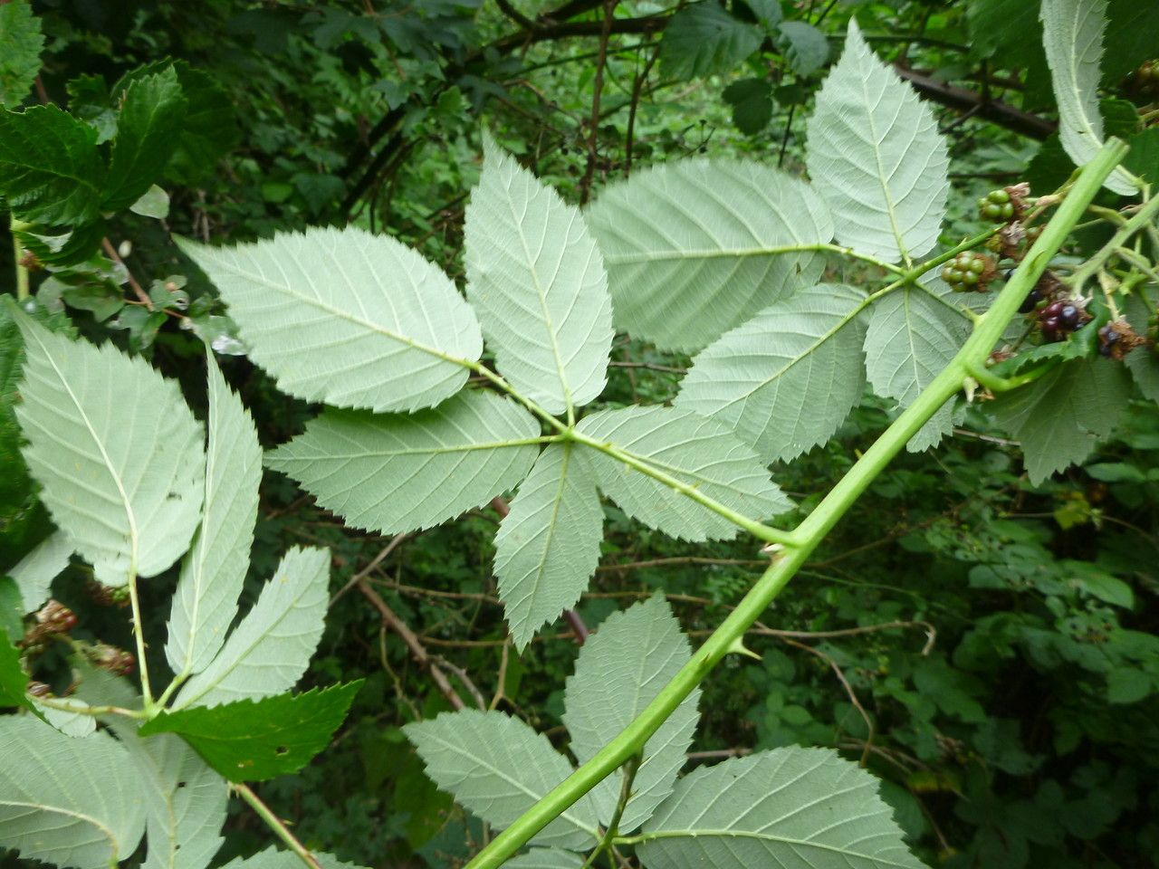 Rubus goniophyllus — houseplant care guide