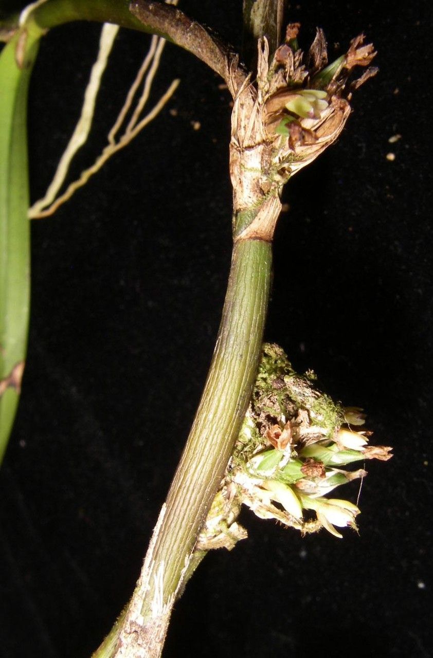 Scaphyglottis minutiflora bark