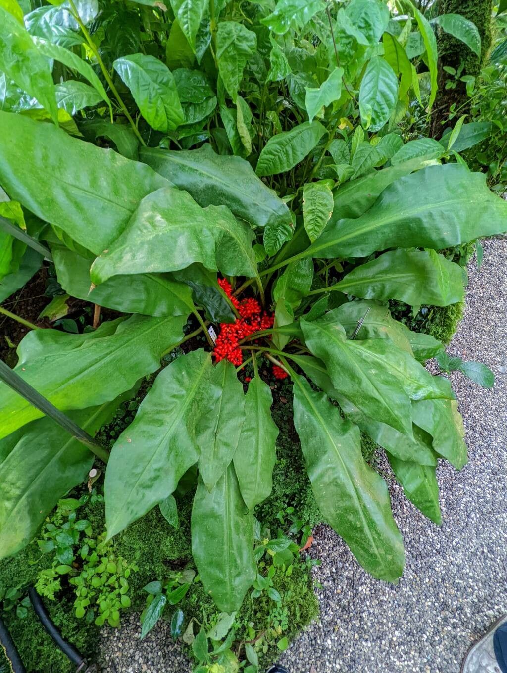 Palisota barteri habit