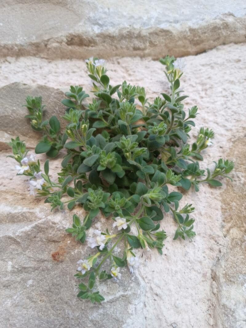 Chaenorhinum villosum leaf