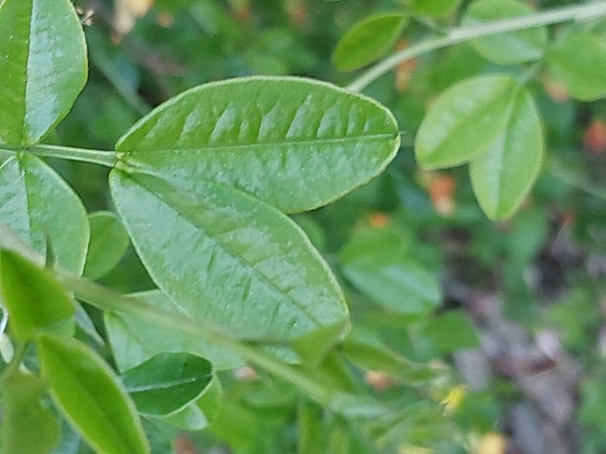 Caragana sinica leaf