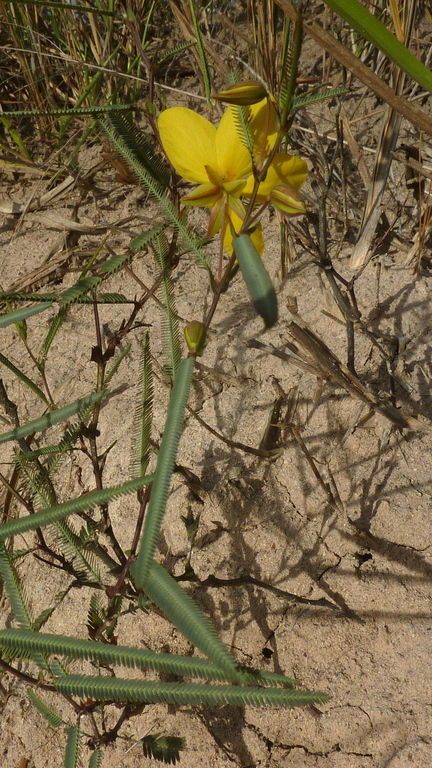 Chamaecrista flexuosa habit