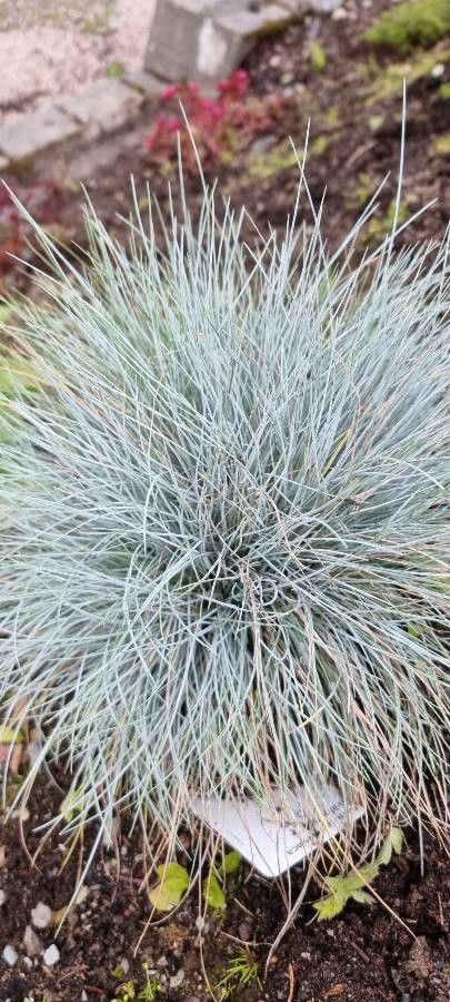 Festuca glaucantha-hirsuta leaf