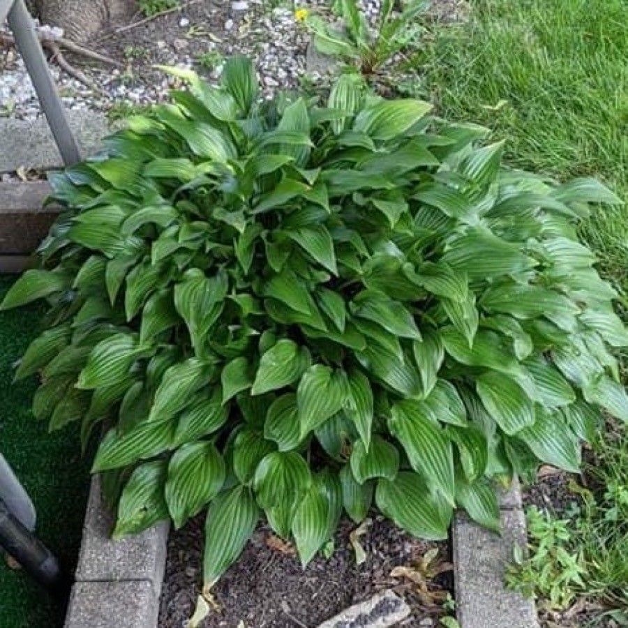 Hosta lancifolia habit
