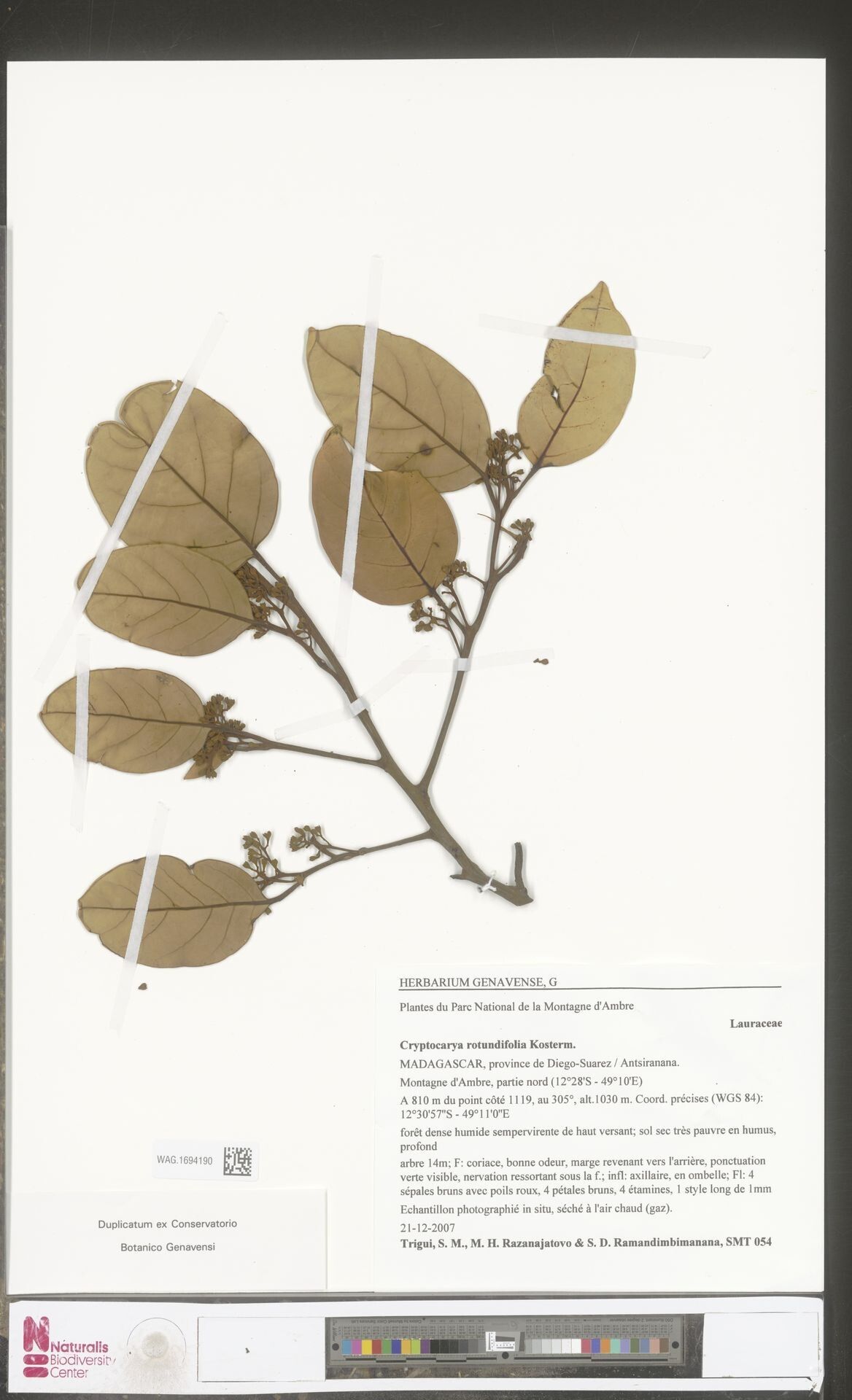 Cryptocarya rotundifolia — houseplant care guide