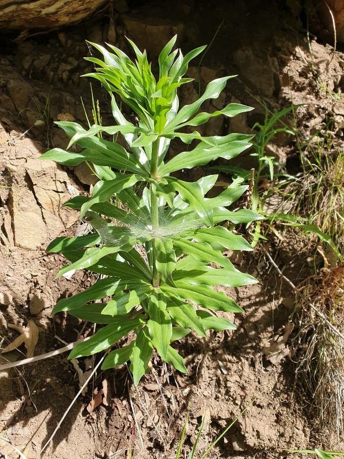 Lilium humboldtii — search result for 'Lilium'