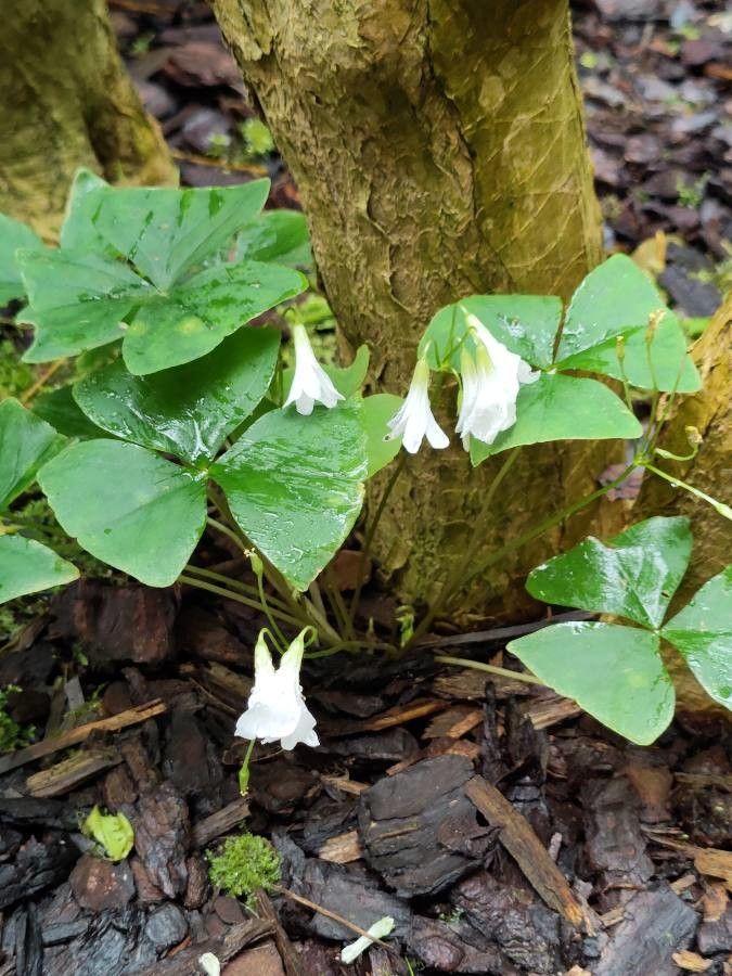 Oxalis trilliifolia — search result for 'Oxalis'