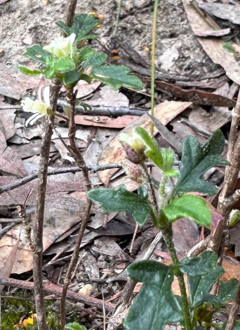 Xanthosia pilosa leaf