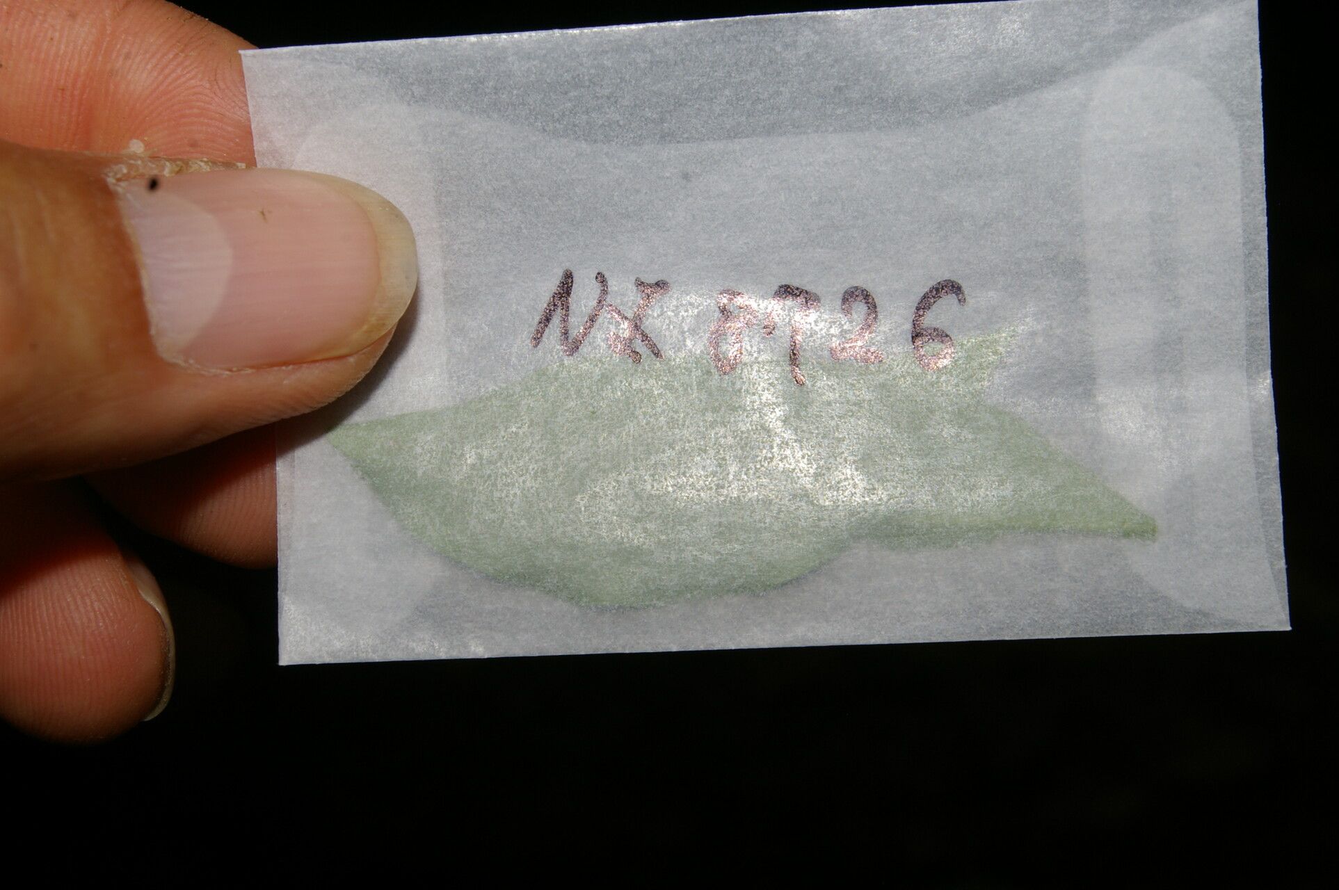 Aspidosperma rigidum other