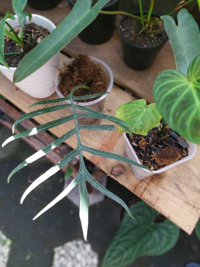 Philodendron tortum flower