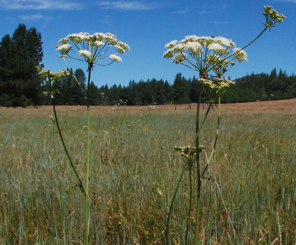 Perideridia howellii flower