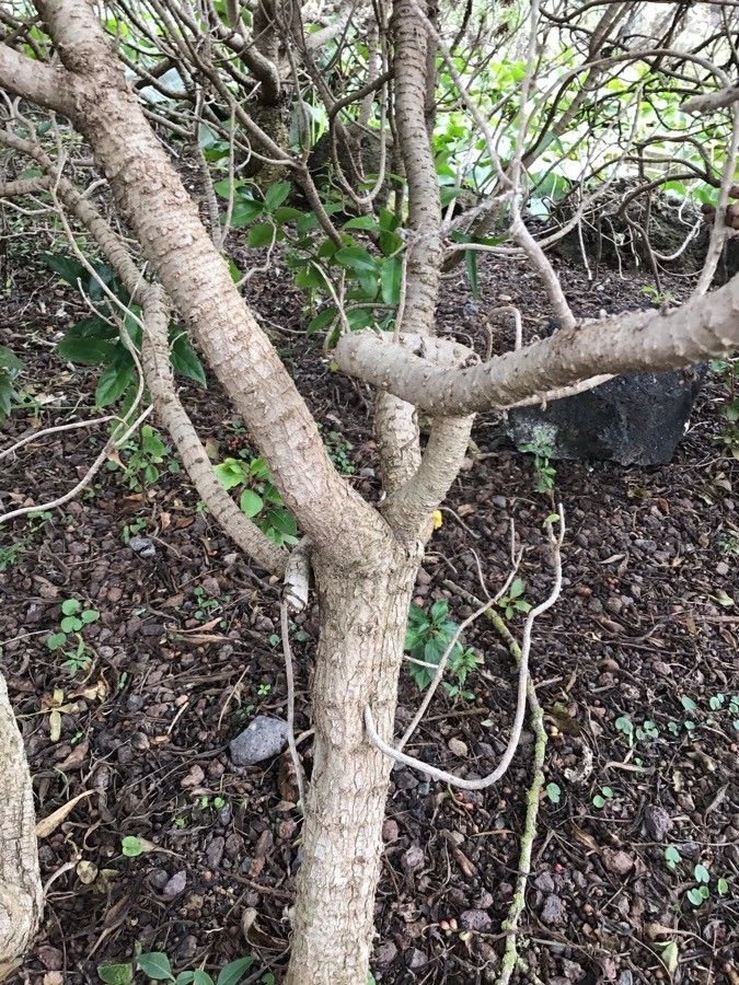 Pterocephalus dumetorus bark