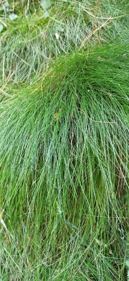 Carex davalliana — houseplant care guide