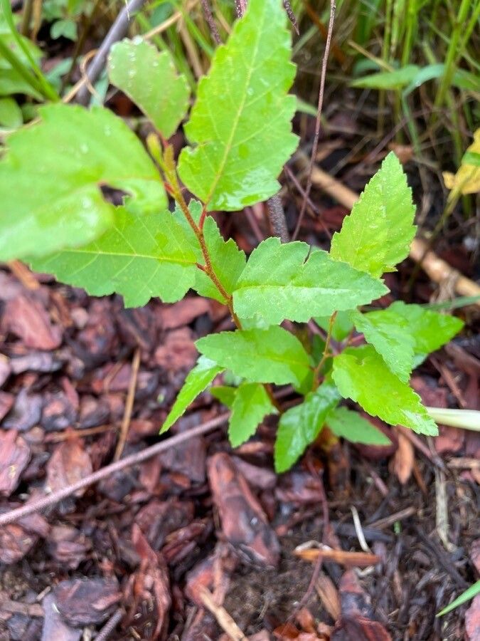 Betula occidentalis leaf