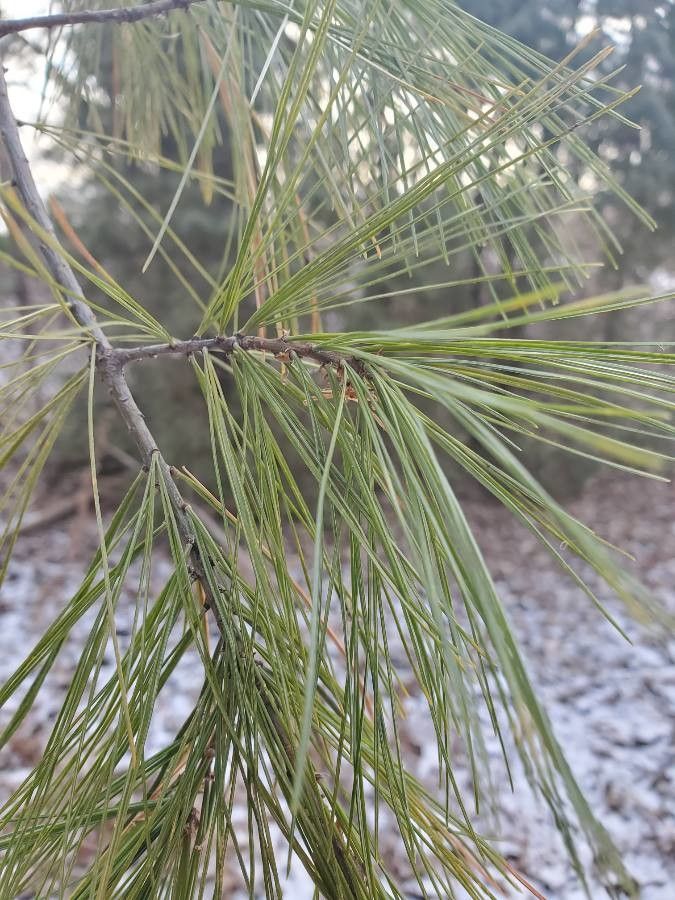 Pinus albicaulis