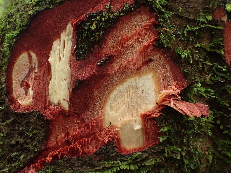 Macaranga staudtii other