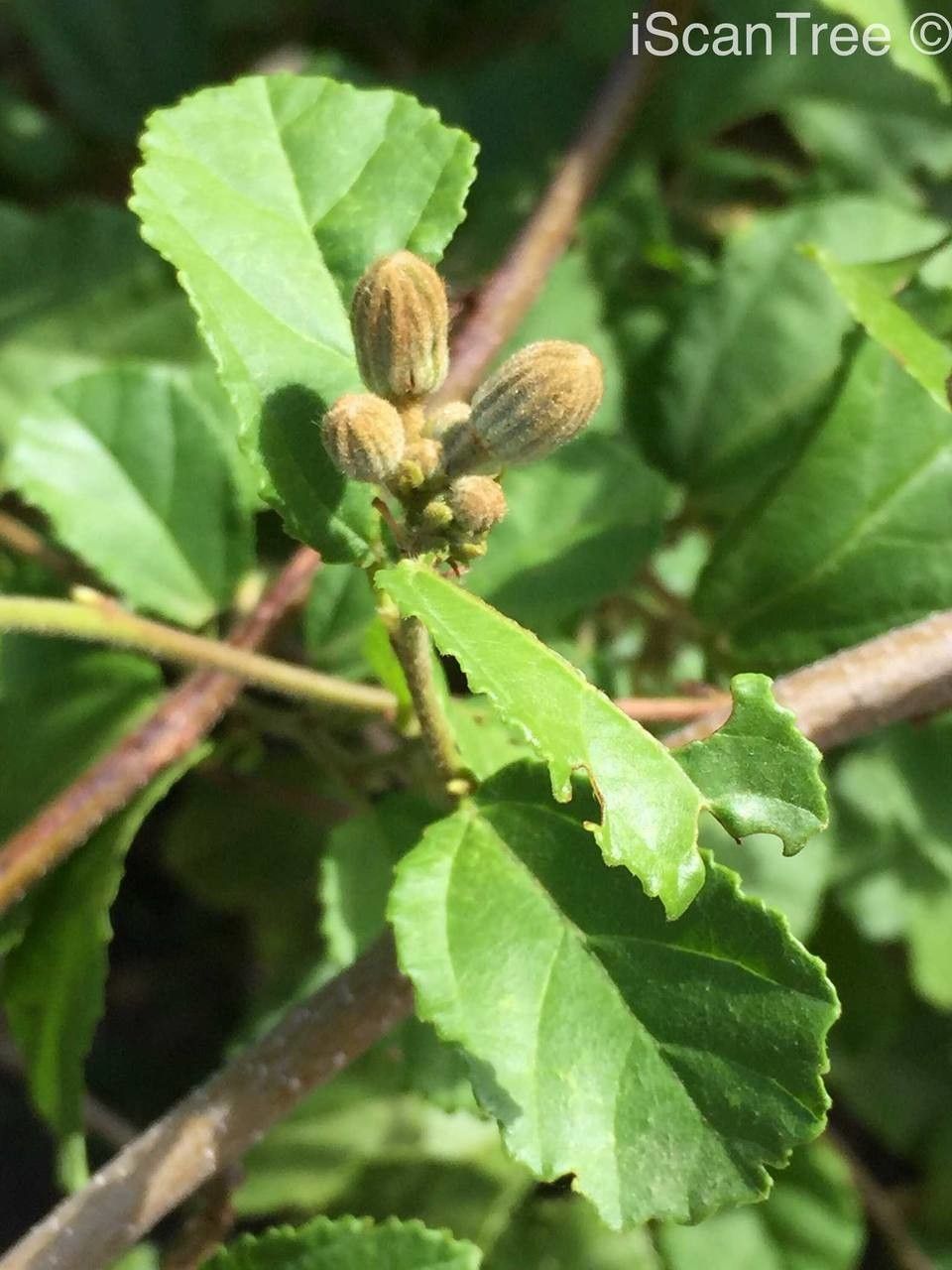 Grewia pachycalyx leaf