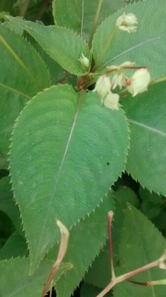 Impatiens balfouri leaf