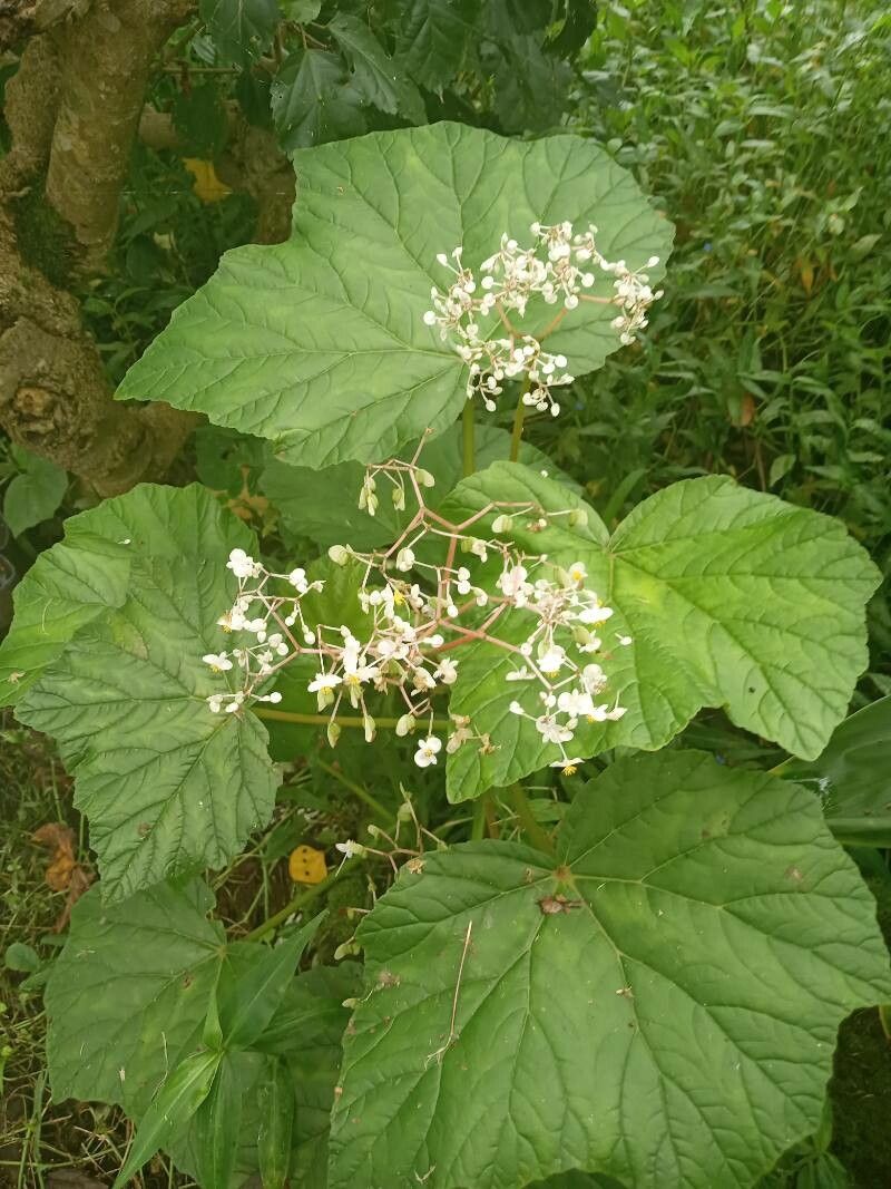 Begonia parviflora — search result for 'Begonia'