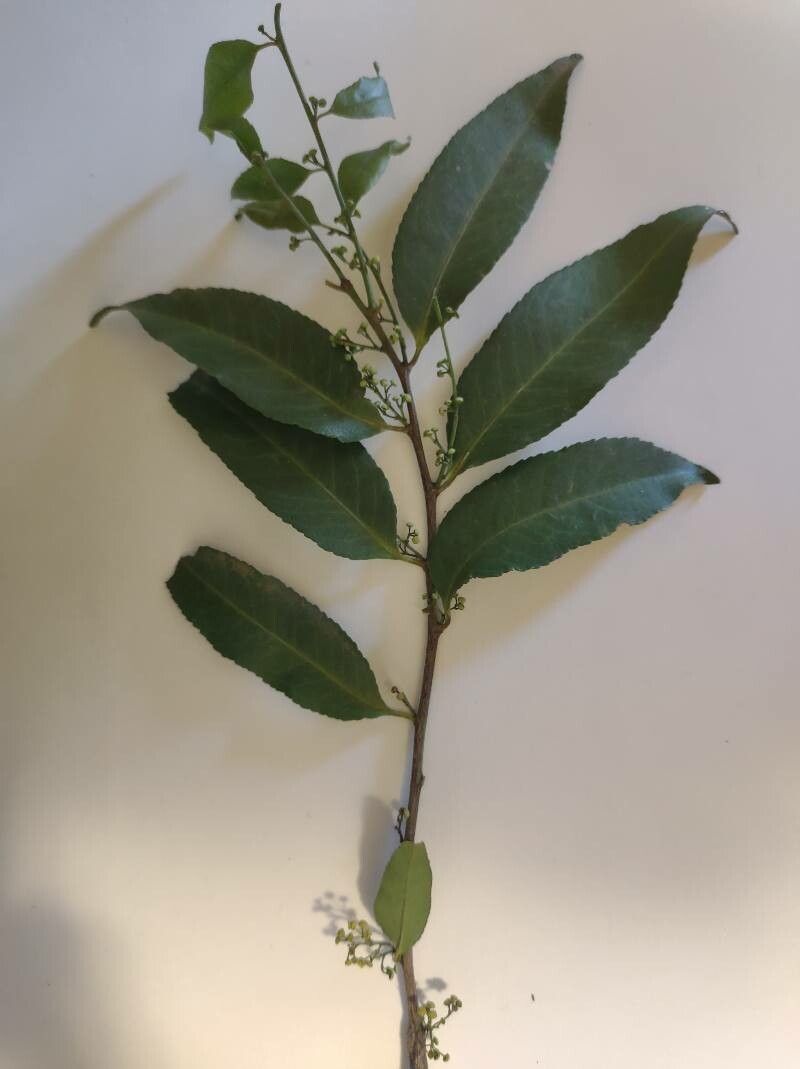 Maytenus evonymoides — houseplant care guide