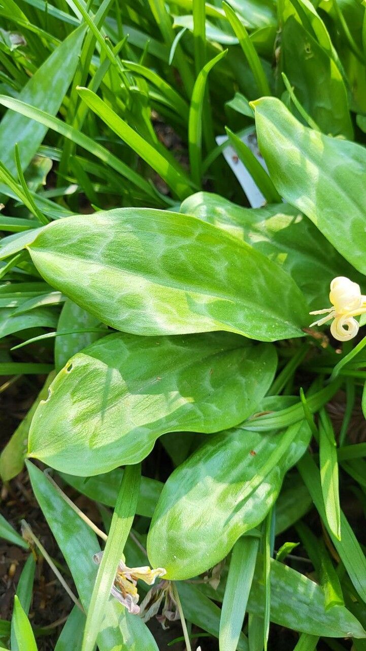 Erythronium californicum