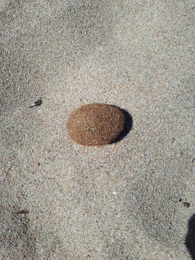 Posidonia oceanica fruit